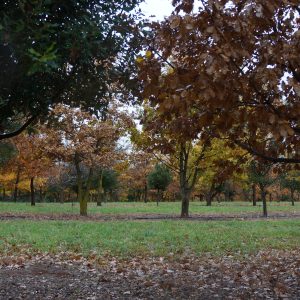 Shares in Nannup Truffles