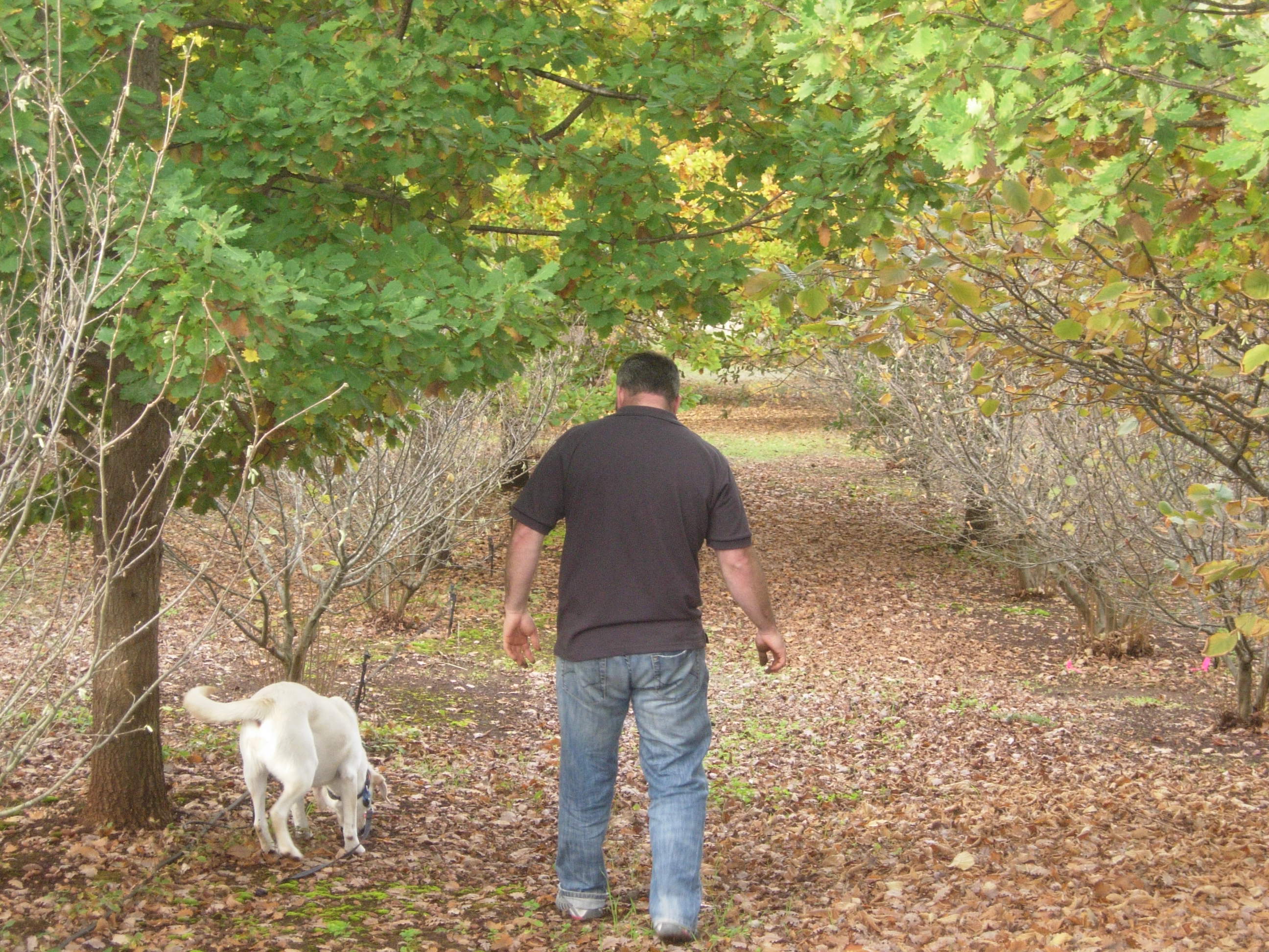 Truffle hunting Nannup TrufflesNannup Truffles